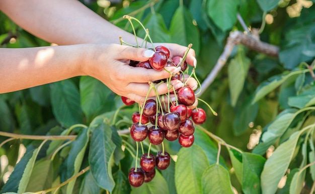 Fresh ripe cherries in a woman's hands