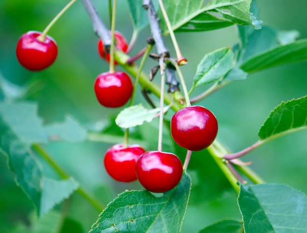 Fresh ripe cherries