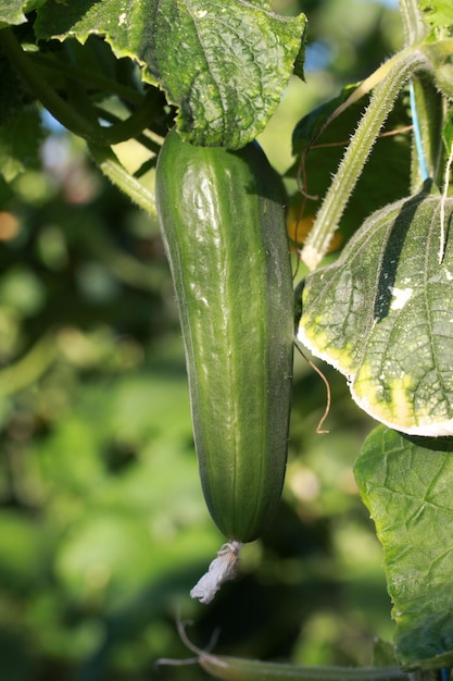 fresh ripe cucumber