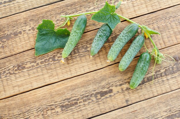 Fresh ripe cucumbers with green leaves picked in the garden on old wooden boards. Fresh ripe vegetables. Top view.