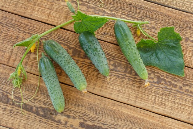 Fresh ripe cucumbers with green leaves picked in the garden on old wooden boards Top view