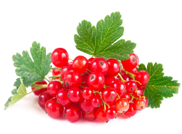 Fresh ripe currant photographed closeup isolated on a white surface