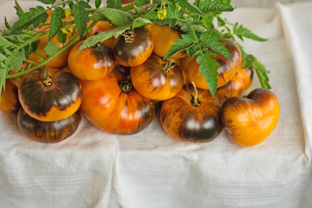 Fresh ripe delicious brown yellow tomatoes Background from freshly harvested red tomatoes Blue Gold