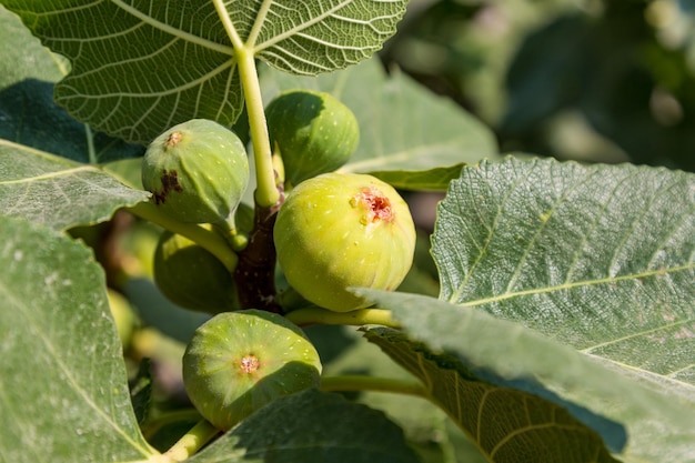 Fresh ripe green fig hanging on tree