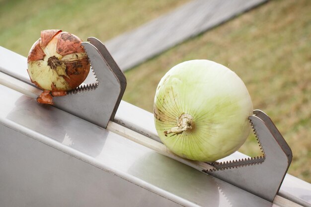 農業機械で熟した新鮮なタマネギ 季節の野菜の収穫