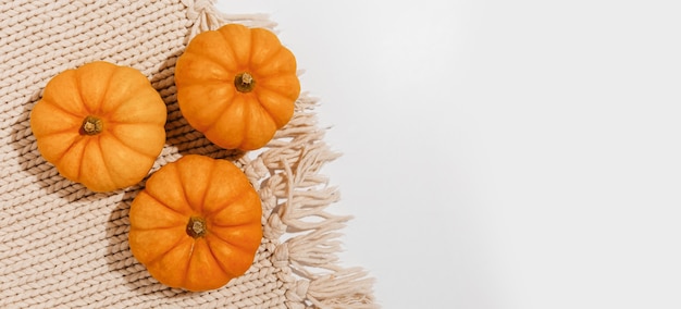 Fresh ripe orange pumpkins on white background. Space for text mockup Halloween concept