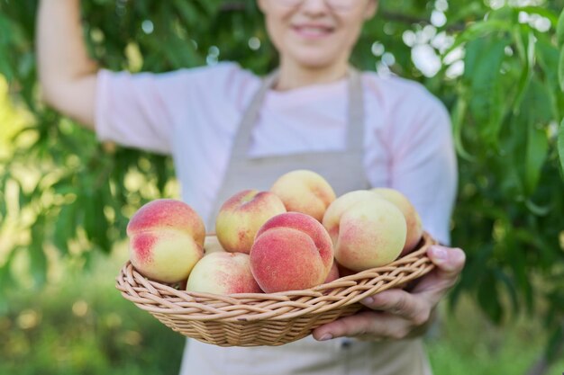 Fresh ripe peaches in basket in hands of woman, garden with peach trees background, harvest of natural organic fruits on the farm