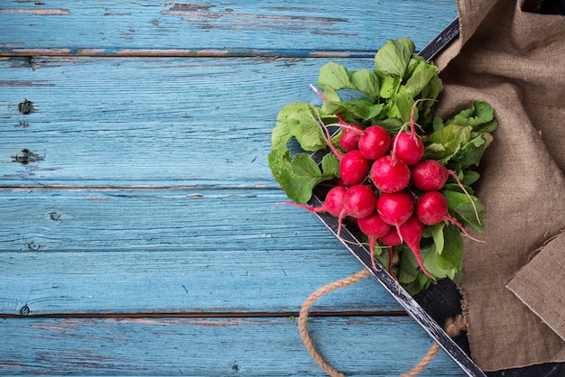 Fresh ripe radishes on blue table