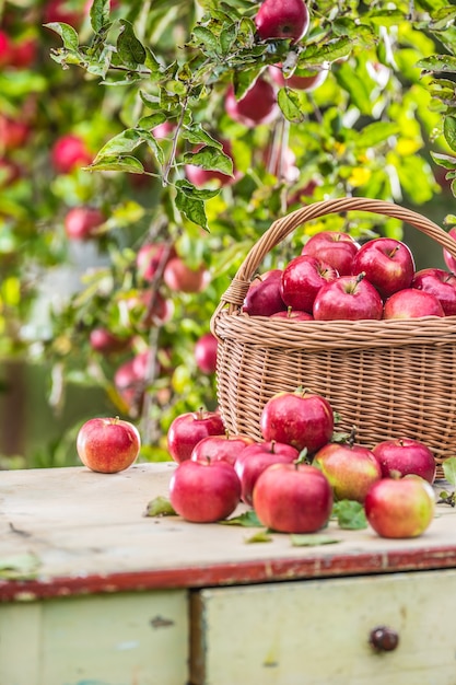 Photo fresh ripe red apples in wooden basket on garden table.