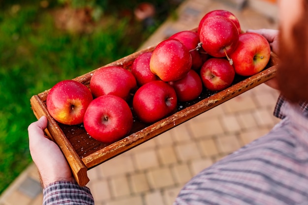 Fresh ripe red apples in wooden box in male hands. Autumn harvest