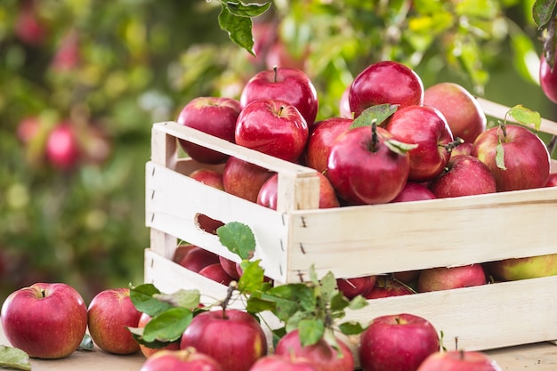 Fresh ripe red apples in wooden crate on garden table.