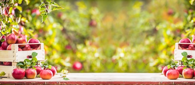 Fresh ripe red apples in wooden crate on garden table.