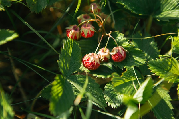 Fresh ripe red berries of wild forest strawberries on the branch behind the grass Gifts of nature summer vitamins berry picking harvest