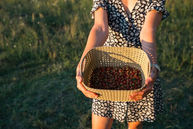 Fresh ripe red berries of wild strawberries in a basket in the hands of a woman in a summer dress in the countryside in the sunlight Gifts of nature summer vitamins berry picking harvest