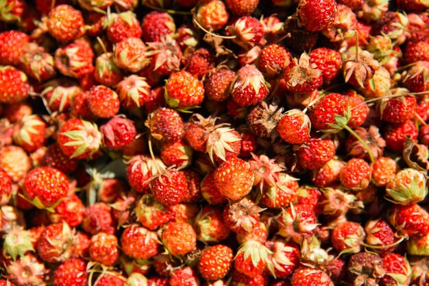 Fresh ripe red berries of wild strawberries closeup Pattern of gifts of nature summer vitamins berry picking harvest