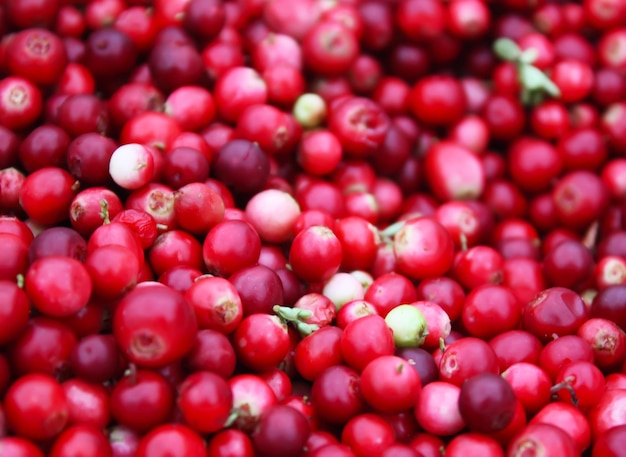 Fresh ripe red cranberries Natural berry background