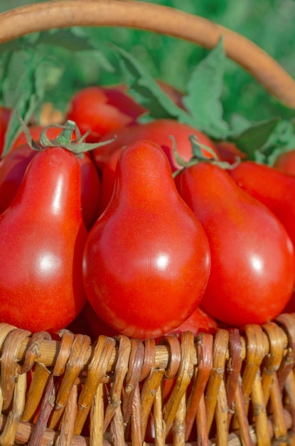 Foto pomodori rossi maturi freschi della pera in un canestro sul giardino