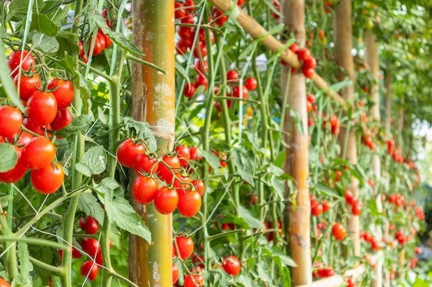 수확할 준비가 된 유기농 정원에서 신선하게 익은 빨간 토마토 식물 성장