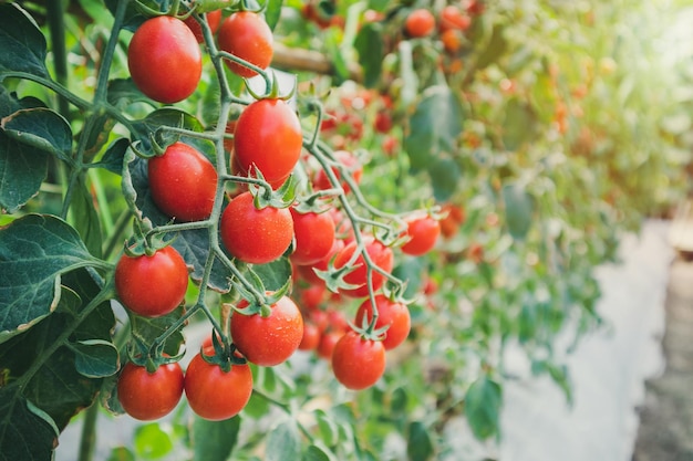 Crescita di piante di pomodori rossi maturi freschi in un giardino di serre biologico pronto per la raccolta