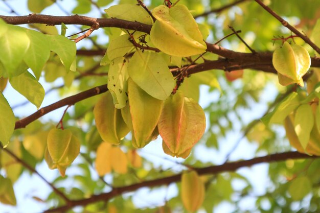 Фото Свежий спелый звездчатый фрукт в саду