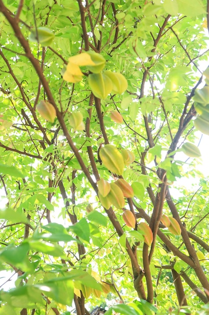 Fresh ripe star fruit in orchard