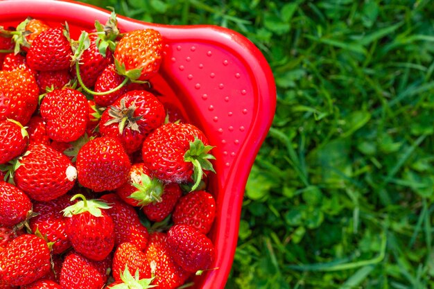 Fresh ripe strawberries on a bowl in the grass