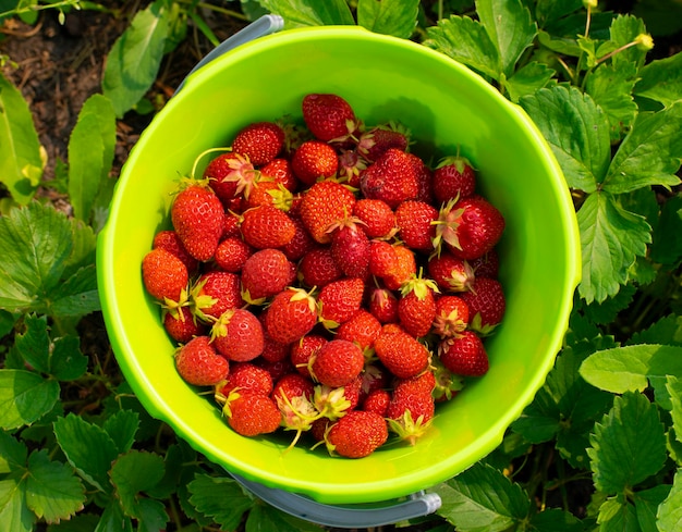Fresh ripe strawberries in a bucket