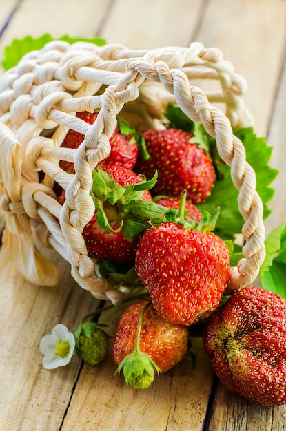 Fresh, ripe strawberry collected in a basket