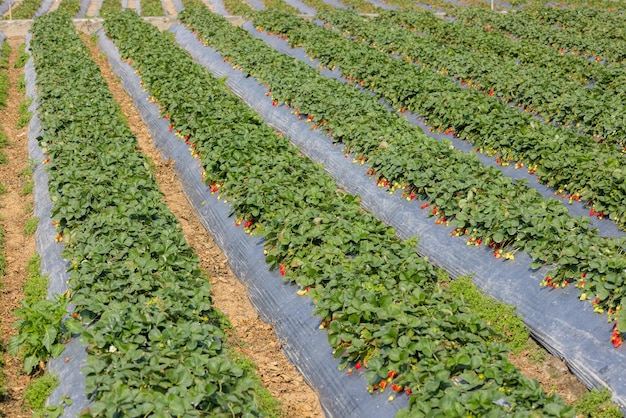 Fresh ripe strawberry farm field