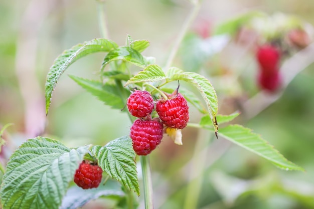 Fresh ripe sweet summer berries