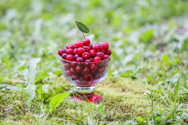 Fresh ripe sweet wet cherries in a cup