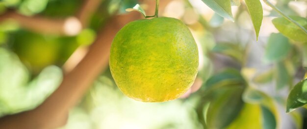 Fresh ripe tangerine mandarin orange on the tree in the orange garden orchard with backlight of sun