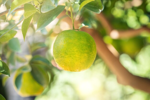 Fresh ripe tangerine mandarin orange on the tree in the orange garden orchard with backlight of sun.