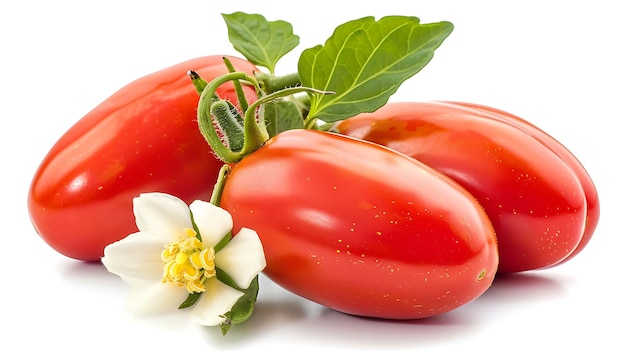 Fresh ripe tomatoes on the vine with green leaves and a white flower Isolated on a white background