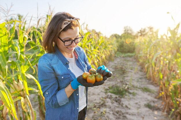 Fresh ripped tomatoes from garden in hands. Woman gardener, hobby and leisure cultivating organic food vegetables. Summer autumn vegetable garden, beds with corn, copy space