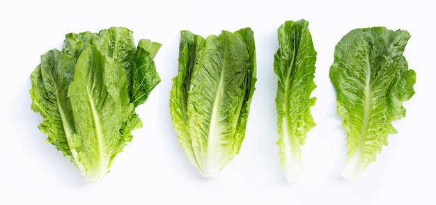 Fresh romaine lettuce isolated