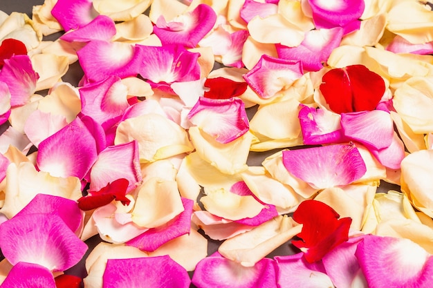 Fresh rose petals scattered on black stone background. Multicolored flowers, festive or romantic concept. Beauty or spa trend, gentle colors