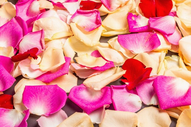 Fresh rose petals scattered on black stone background. Multicolored flowers, festive or romantic concept. Beauty or spa trend, gentle colors