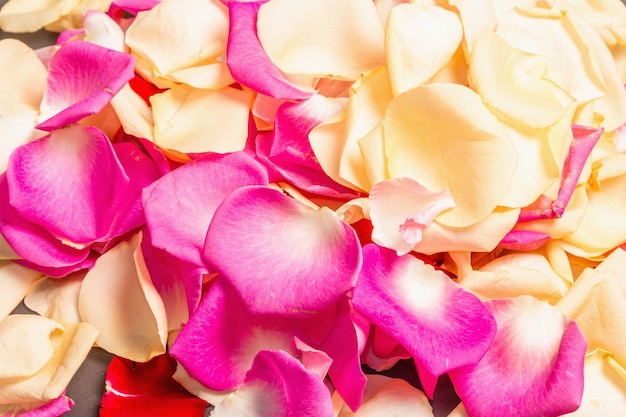 Fresh rose petals scattered on black stone background. Multicolored flowers, festive or romantic concept. Beauty or spa trend, gentle colors