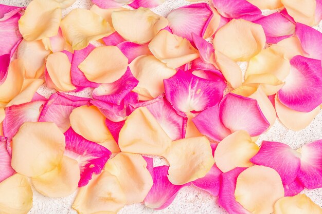 Fresh rose petals scattered on plaster background. Multicolored flowers, festive or romantic concept. Beauty or spa trend, gentle colors