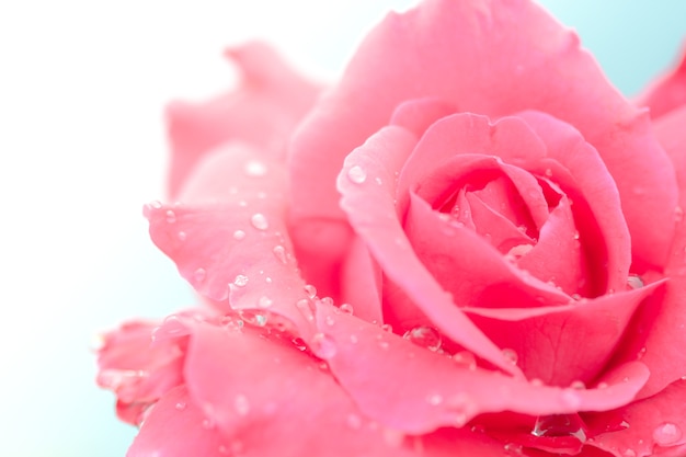 Fresh rose with water drops on white background