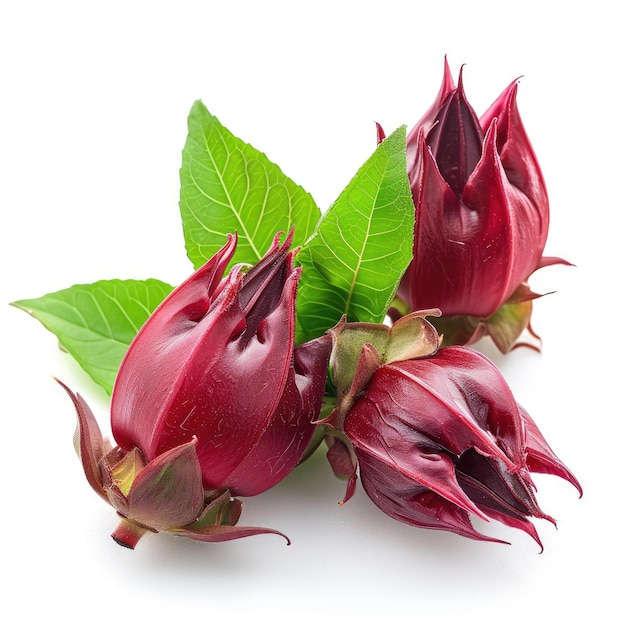 Fresh roselle fruits on white background