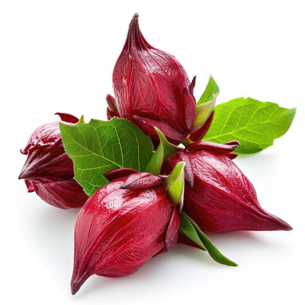 Fresh roselle fruits on white background