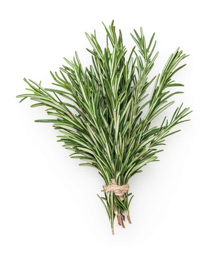 Photo fresh rosemary bunch isolated on white background