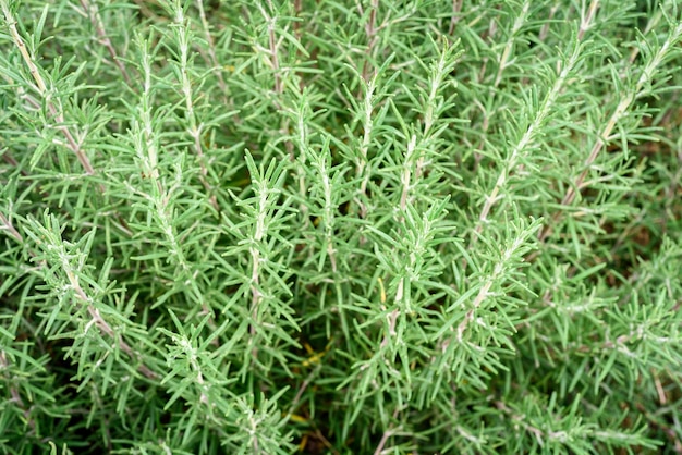 Fresh Rosemary Bush Plant