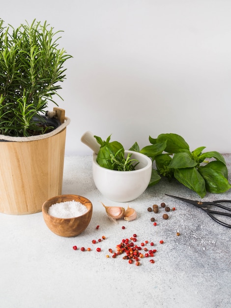 Fresh rosemary bush in wooden pots, twigs of fresh green basil, white mortar with pestle, spices and salt and garlic on  gray background. 