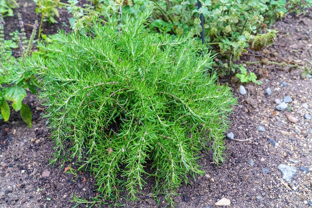 Fresh rosemary growing in a garden