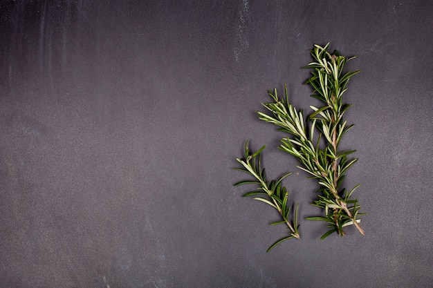 fresh rosemary herb on black background. 