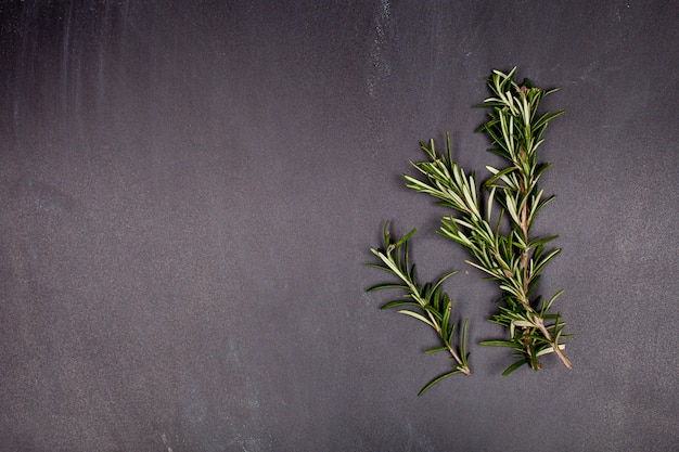 Fresh rosemary herb on black background. 