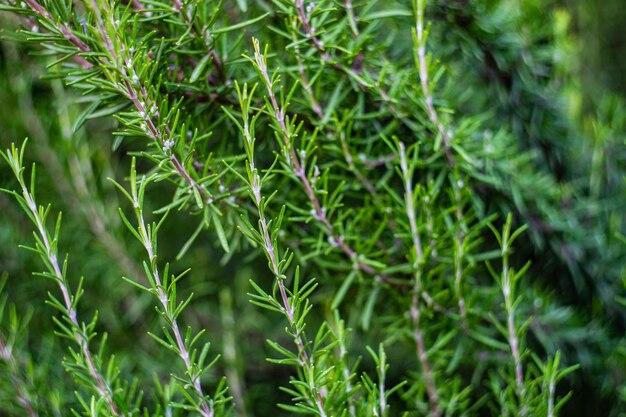 Photo fresh rosemary herb in the garden